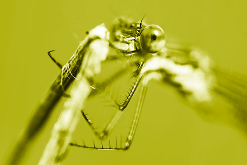 Happy Faced Damselfly Clings Onto Broken Stick (Yellow Shade)