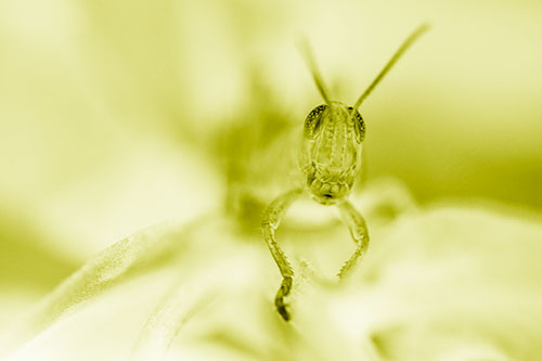 Happy Grasshopper Smiling Among Sneezeweed Leaves (Yellow Shade)