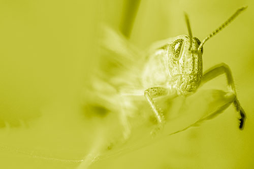 Happy Grasshopper Standing Among Sloping Leaf (Yellow Shade)