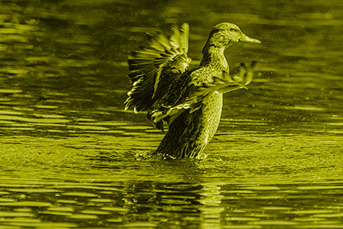 Happy Mallard Duck Flapping Wings Towards Sunshine (Yellow Shade)