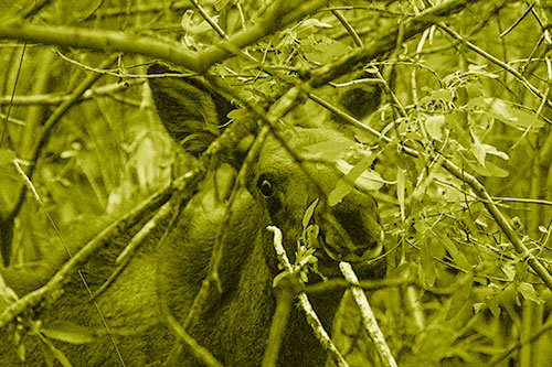 Happy Moose Smiling Behind Tree Branches (Yellow Shade Photo)