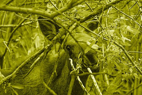 Happy Moose Smiling Behind Tree Branches (Yellow Shade)