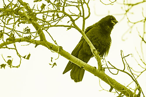 Happy Open Mouthed Crow Cawing (Yellow Shade Photo)