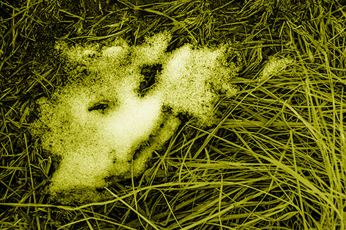 Happy Smug Faced Snow Patch Atop Grass (Yellow Shade Photo)
