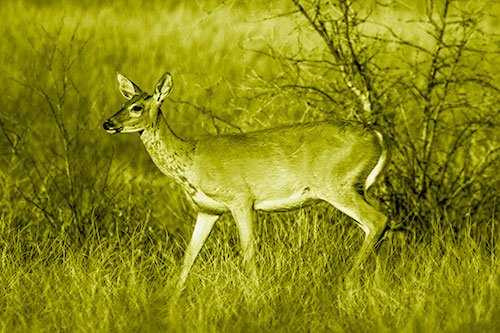 Happy White Tailed Deer Enjoying Stroll Through Grass (Yellow Shade Photo)