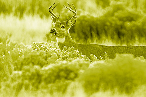 Happy White Tailed Deer Wanders Behind Vegetation (Yellow Shade)