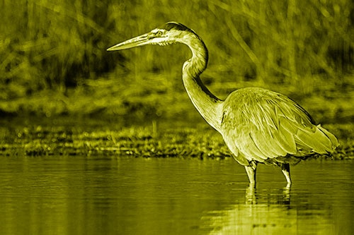 Head Tilting Great Blue Heron Hunting For Fish (Yellow Shade Photo)