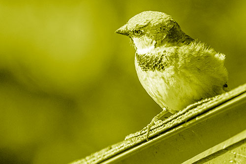 Head Tilting House Sparrow Perched Along Rooftop (Yellow Shade)