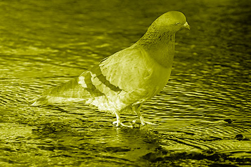 Head Tilting Pigeon Wading Atop River Water (Yellow Shade)