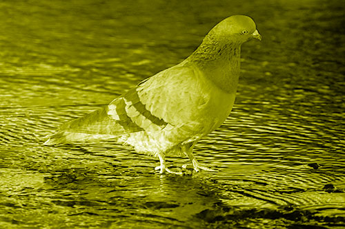 Head Tilting Pigeon Wading Atop River Water (Yellow Shade Photo)
