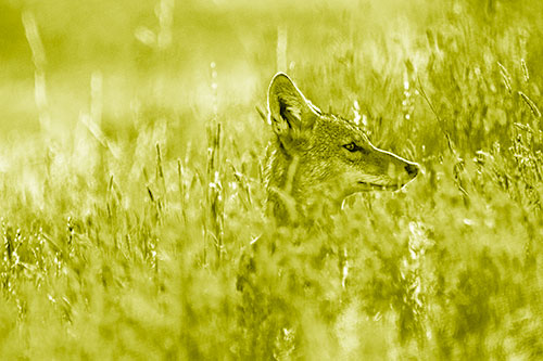 Hidden Coyote Watching Among Feather Reed Grass (Yellow Shade Photo)