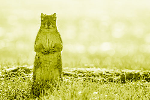 Hind Leg Squirrel Standing Among Grass (Yellow Shade Photo)