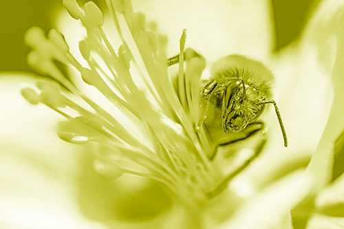 Honey Bee Crawling Among Columbine Flower (Yellow Shade)