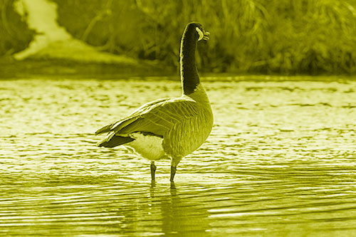 Honking Canadian Goose Standing Among River Water (Yellow Shade Photo)