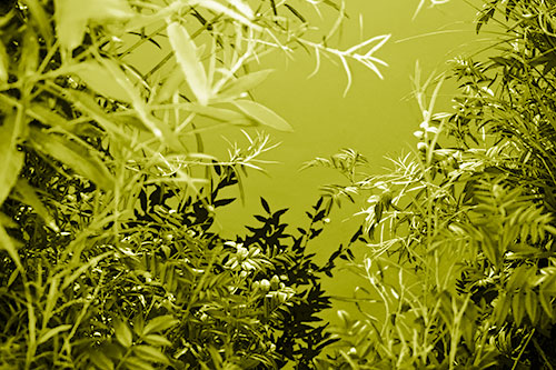 Horde Of Fern Plants Descending Into River Water (Yellow Shade)