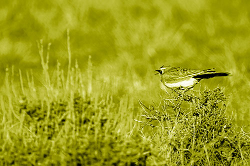 Horned Lark Chirping Loudly Perched Atop Sticks (Yellow Shade Photo)