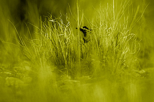 Horned Lark Hiding Among Grass (Yellow Shade Photo)