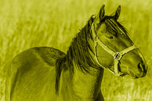 Horse Enjoying Grassy Dinner Meal (Yellow Shade Photo)