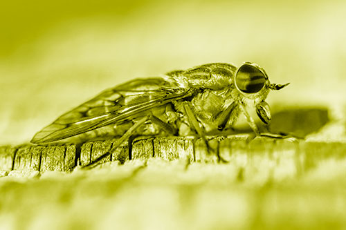 Horse Fly Resting Among Cracked Wood (Yellow Shade)