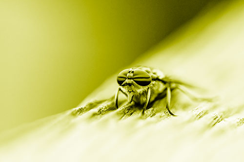 Horse Fly Resting Among Grooved Wood (Yellow Shade)