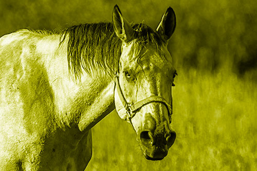 Horse Making Eye Contact (Yellow Shade Photo)