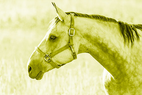 Horse Wearing Bridle Among Sunshine (Yellow Shade Photo)