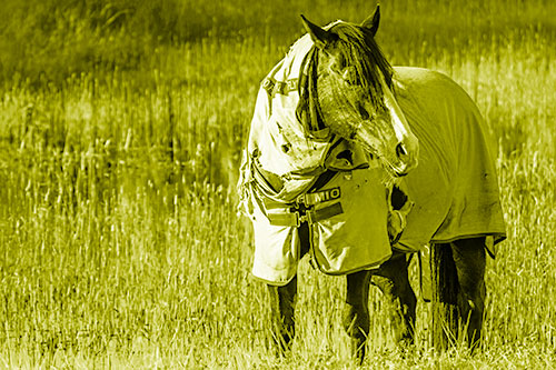 Horse Wearing Coat Atop Wet Grassy Marsh (Yellow Shade Photo)