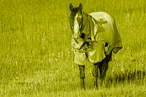 Horse Wearing Coat Standing Along Marsh (Yellow Shade Photo)