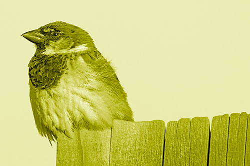 House Sparrow Perched Atop Wooden Post (Yellow Shade Photo)