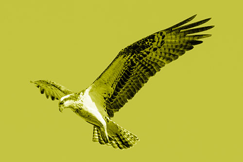 Hovering Osprey Hawk Looking For Fish Below (Yellow Shade)