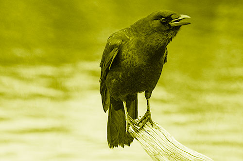 Hunched Over Crow Cawing Atop Broken Tree Log (Yellow Shade)