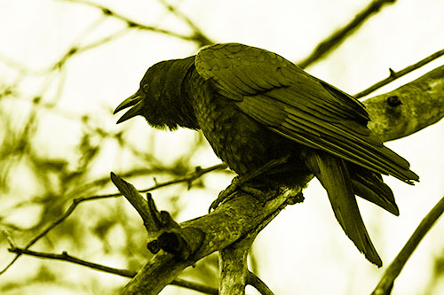 Hunched Over Crow Cawing Atop Tree Branch (Yellow Shade Photo)