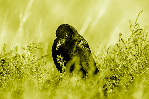 Hunched Over Raven Among Dying Plants (Yellow Shade Photo)