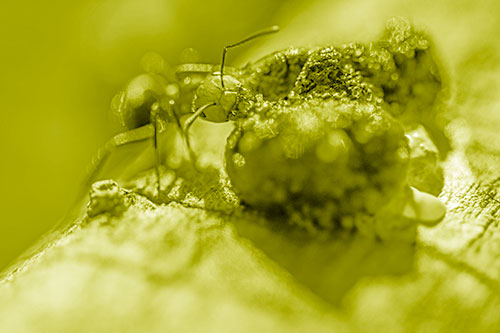 Hungry Carpenter Ant Tears Food Using Mandible Jaws (Yellow Shade Photo)