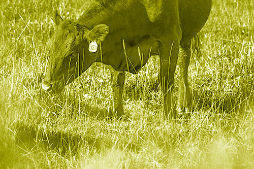Hungry Cow Enjoying Grassy Meal (Yellow Shade Photo)