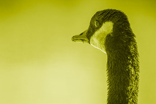 Hungry Crumb Mouthed Canadian Goose Senses Intruder (Yellow Shade Photo)