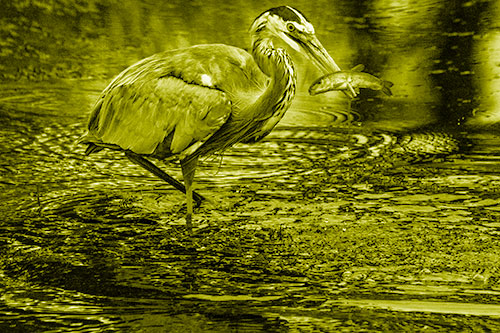 Hungry Great Blue Heron Spears Through Trout Fish (Yellow Shade)