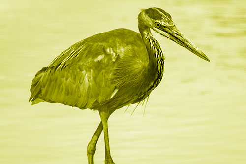 Hungry Great Blue Heron Spots Swimming Fish (Yellow Shade)