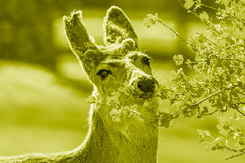 Hungry Lone Mule Deer Chewing Tree Leaves (Yellow Shade)