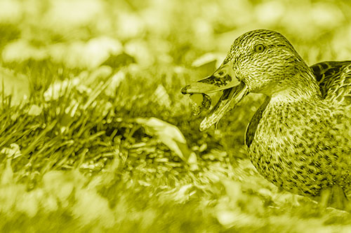 Hungry Mallard Duck Devours Cherry (Yellow Shade)