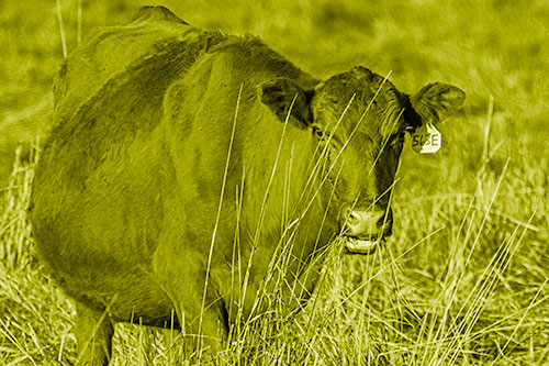 Hungry Open Mouthed Cow Enjoying Hay (Yellow Shade)