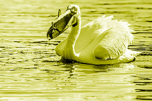 Hungry Pelican Captures Salamander For Breakfast (Yellow Shade)