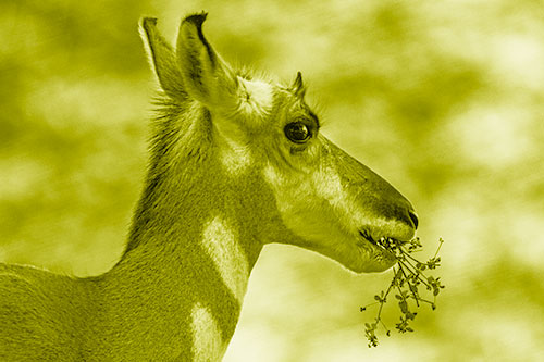 Hungry Pronghorn Gobbles Leafy Plant (Yellow Shade Photo)