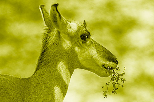 Hungry Pronghorn Gobbles Leafy Plant (Yellow Shade)