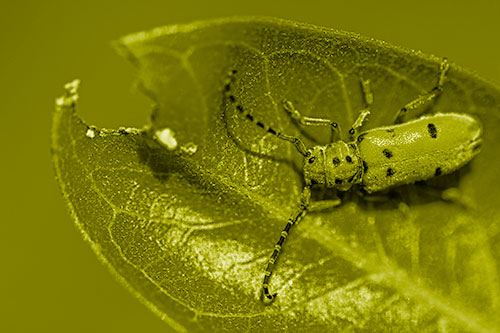 Hungry Red Milkweed Beetle Rests Among Chewed Leaf (Yellow Shade Photo)
