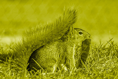 Hungry Squirrel Chews Watermelon Among Grass (Yellow Shade)