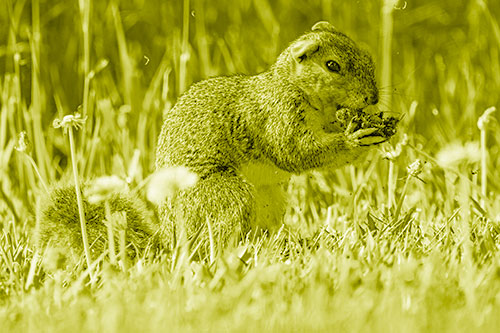 Hungry Squirrel Feasting Among Dandelions (Yellow Shade Photo)