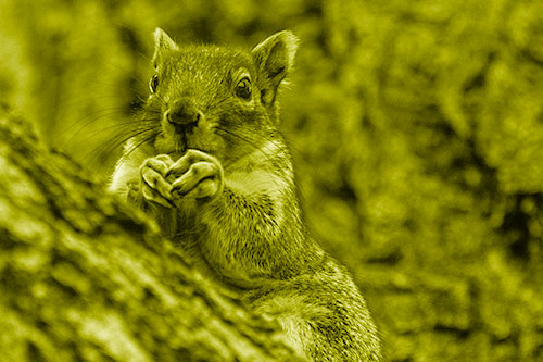 Hungry Squirrel Feasting Among Sloping Tree Branch (Yellow Shade Photo)