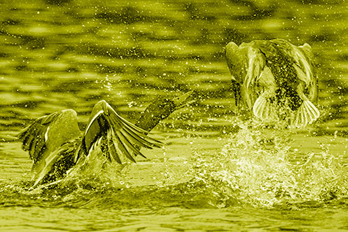 Hyper Water Splashing Mallard Ducks Playing Among Lake (Yellow Shade)