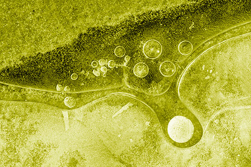 Ice Bubbles Among Frozen Soil Crevice (Yellow Shade)